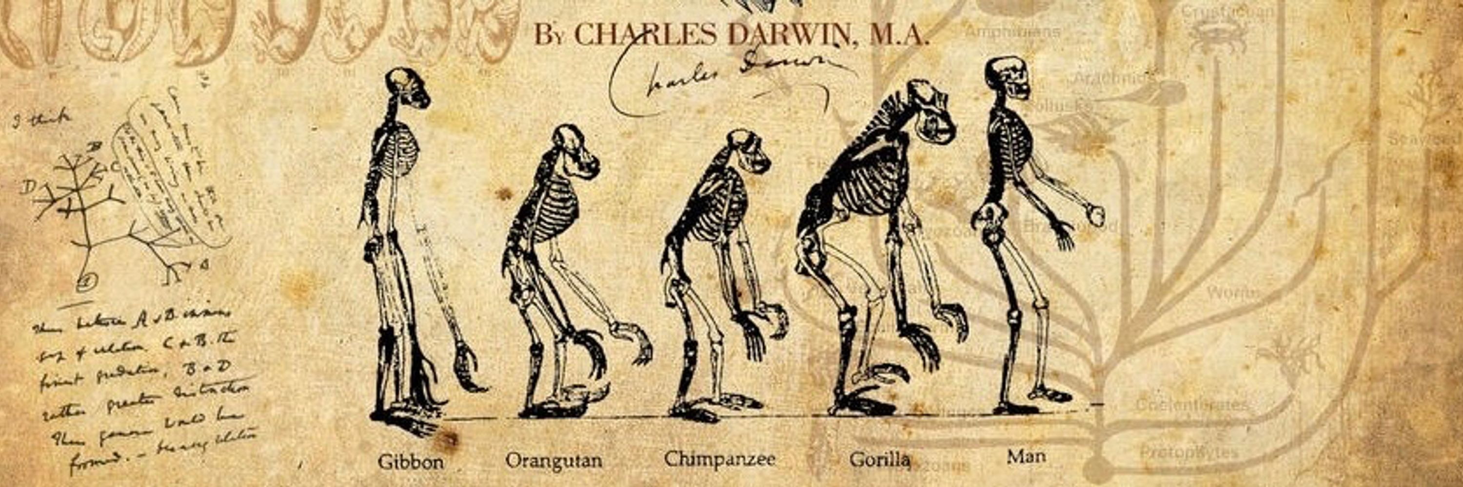 Charles Darwin, M.A