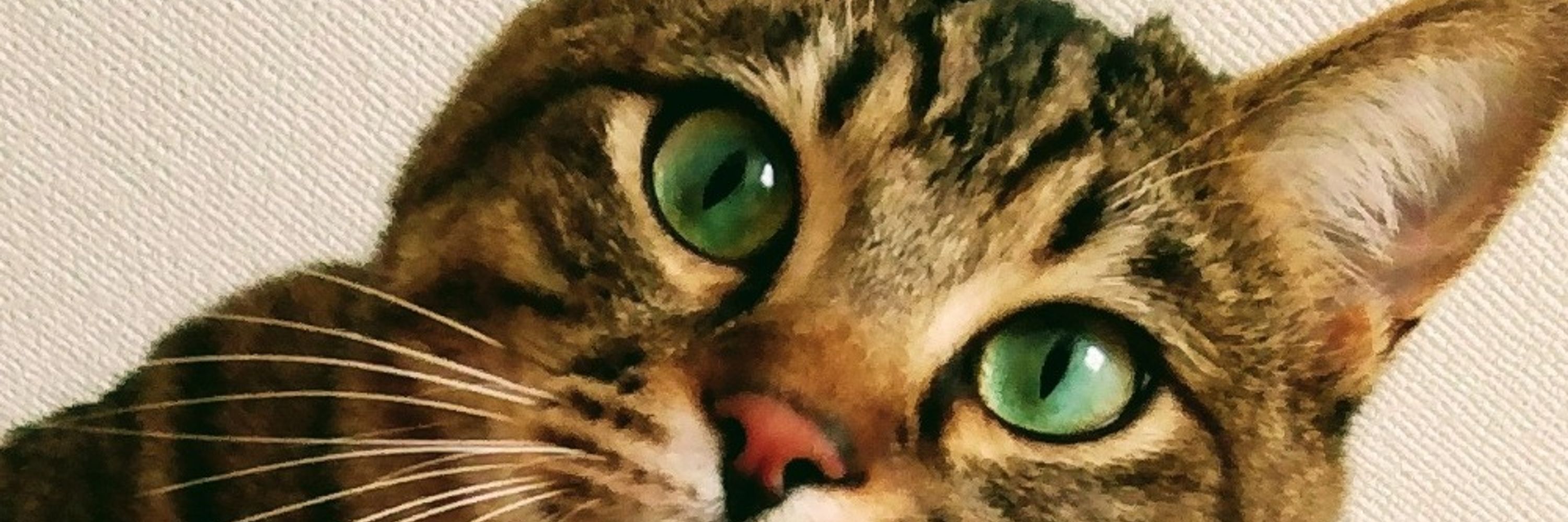 Keith The Cat