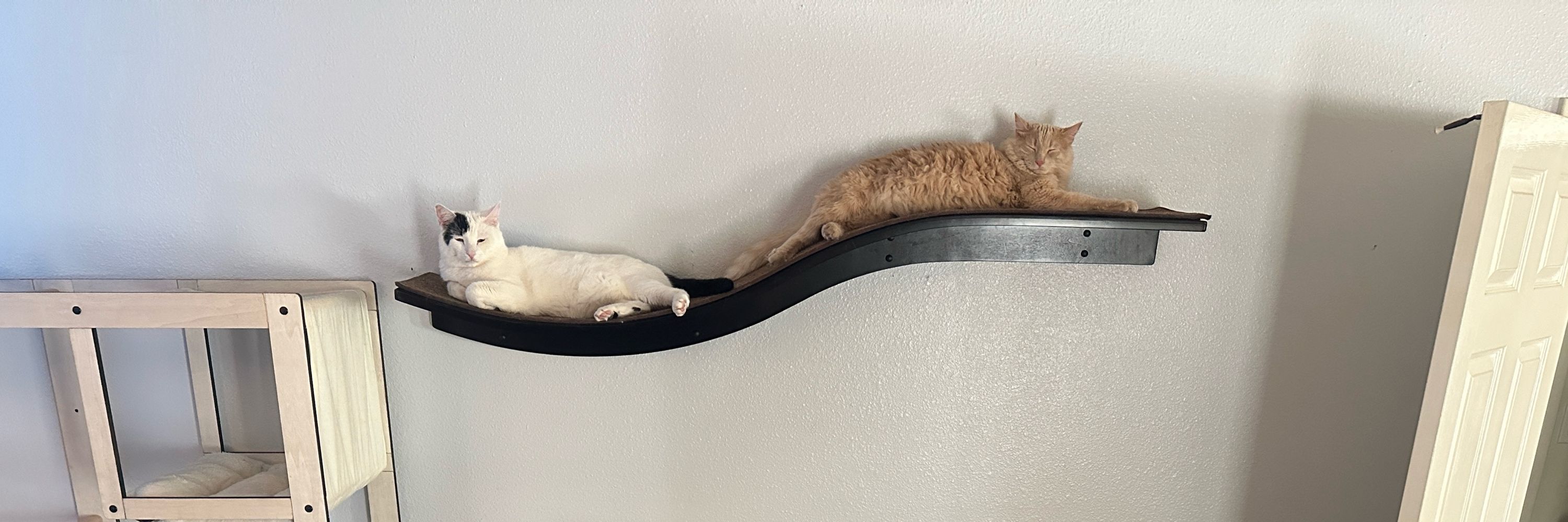 My Crazy Cat Life