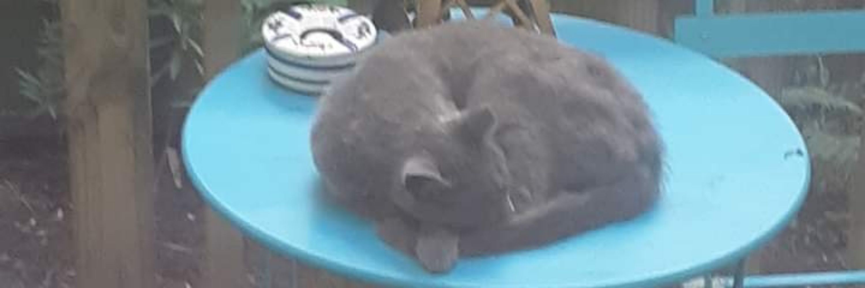 Sveneddie