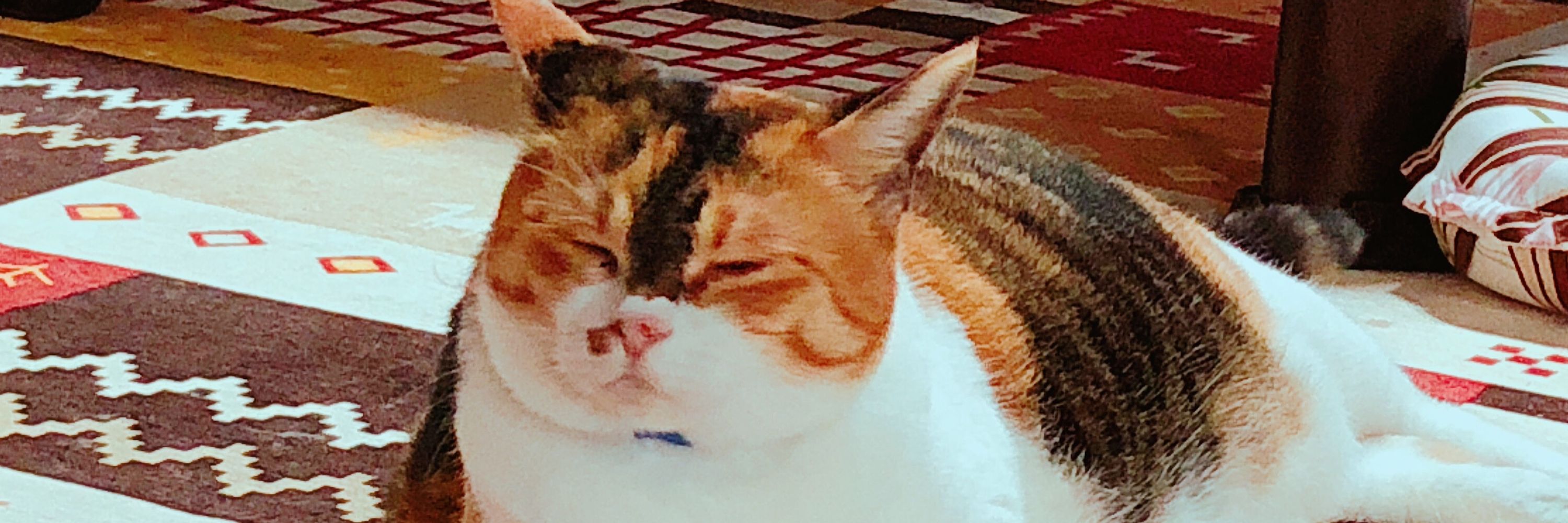 のっこ