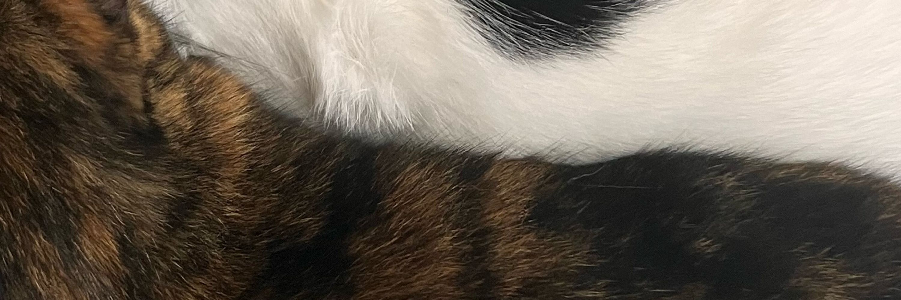 をしこ