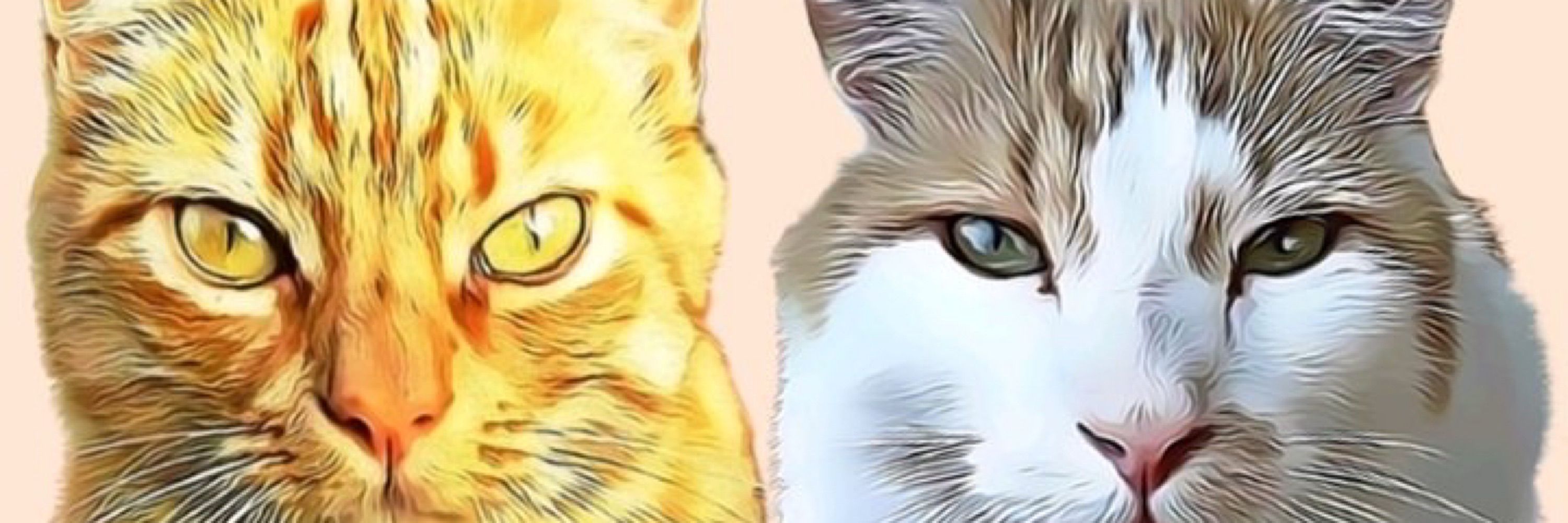 @donnagocat