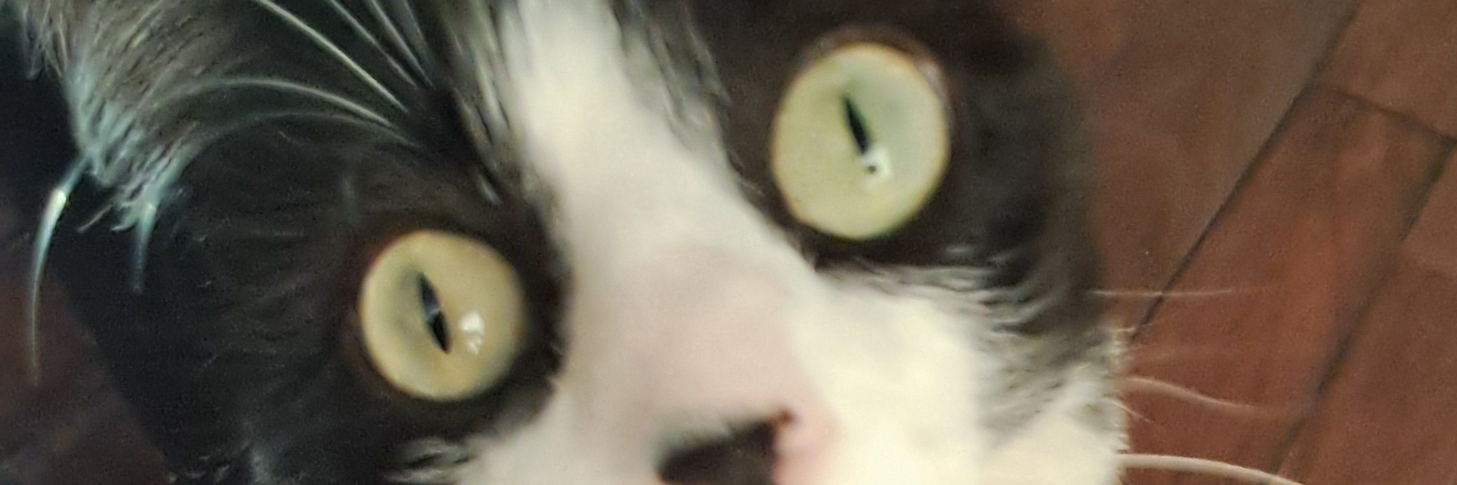 Ivan