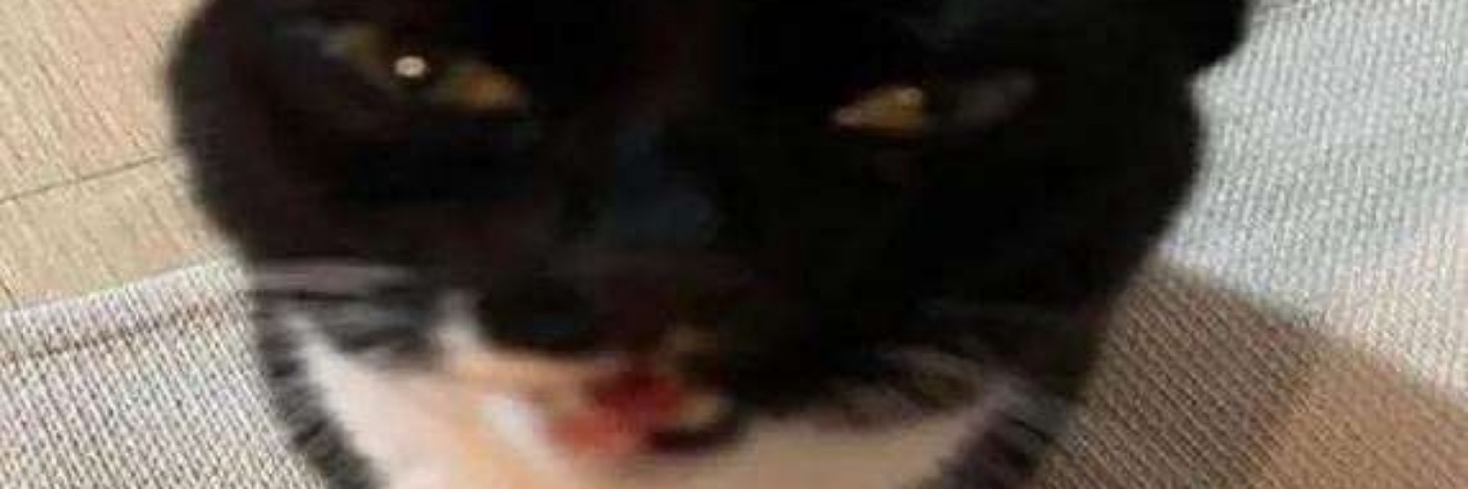 linkrot 