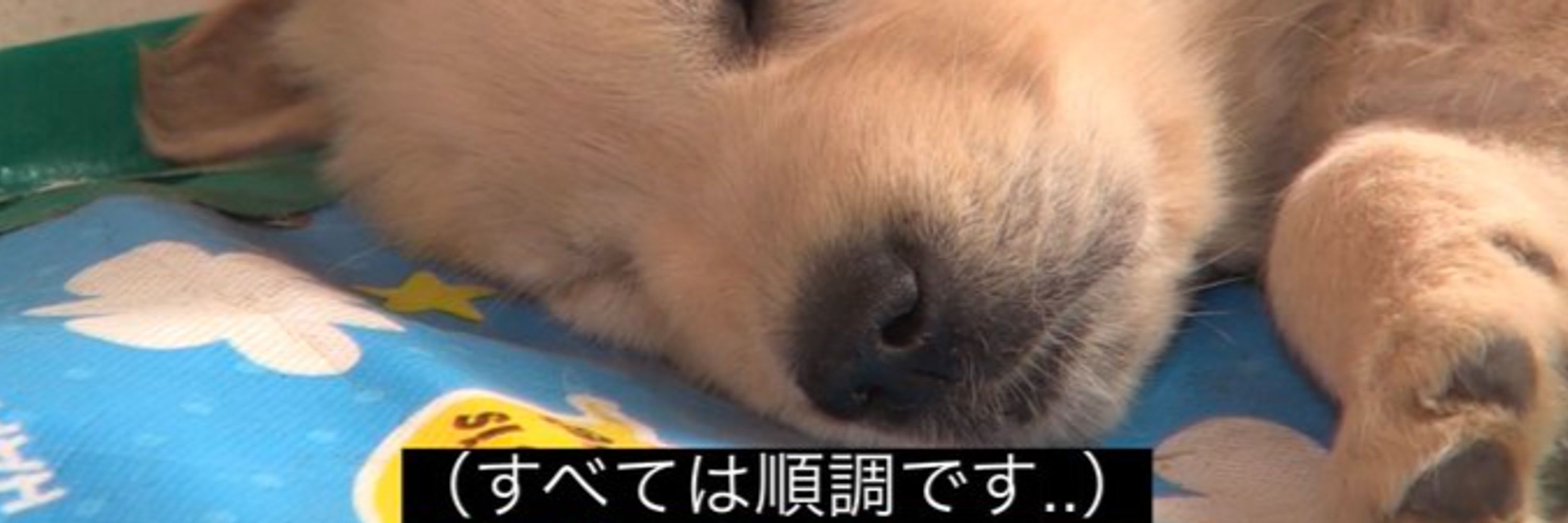 じょか子