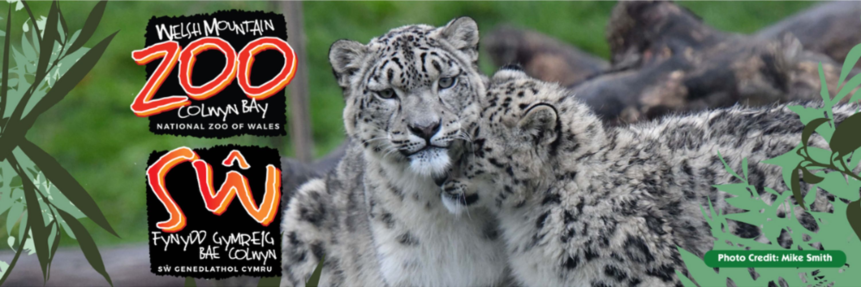 Welsh Mountain Zoo