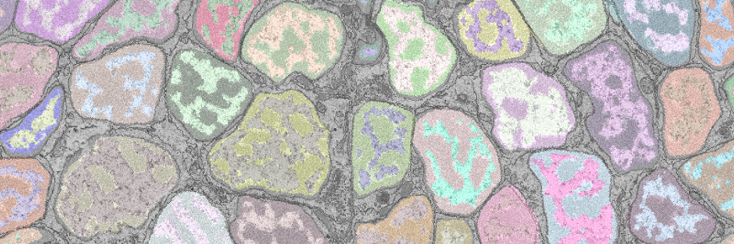 ZooCELL MSCA-Doctoral network