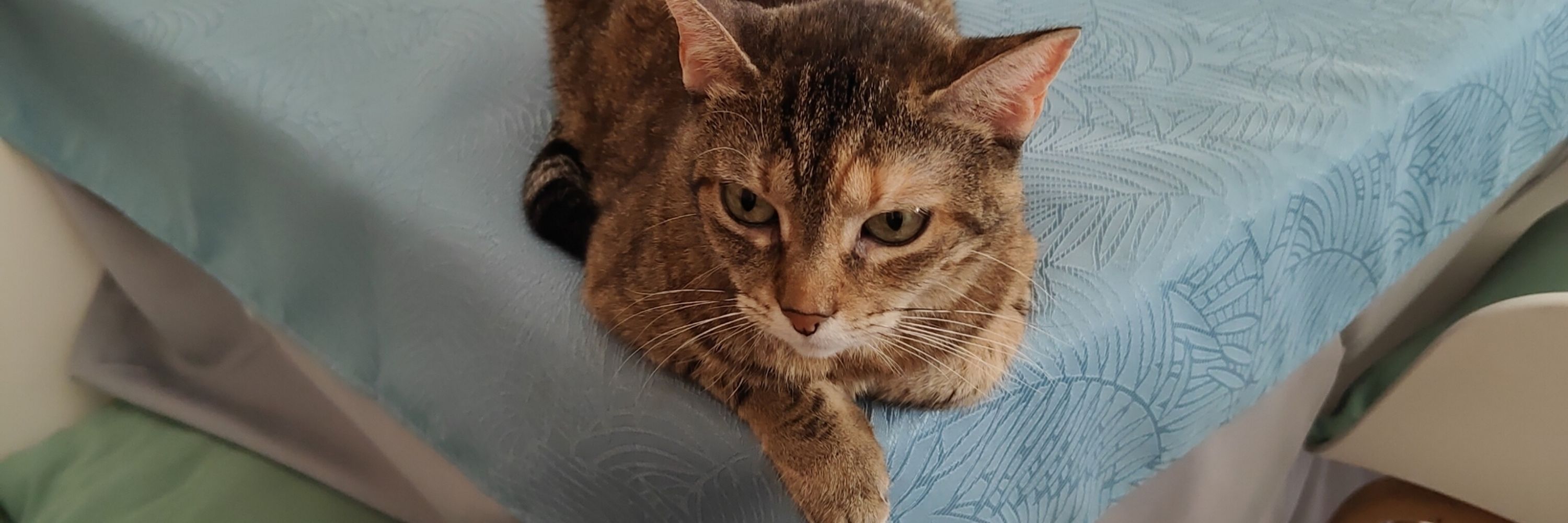 Mauri