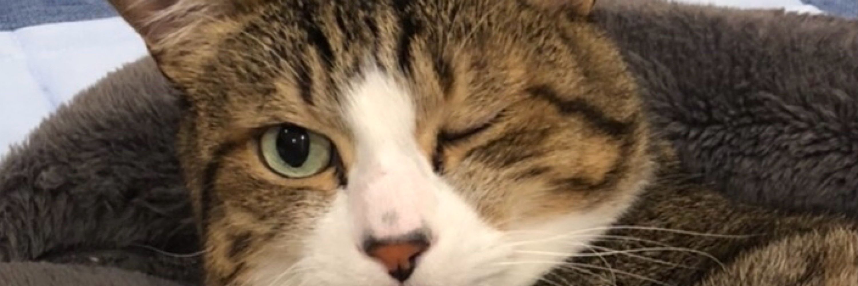 Lee