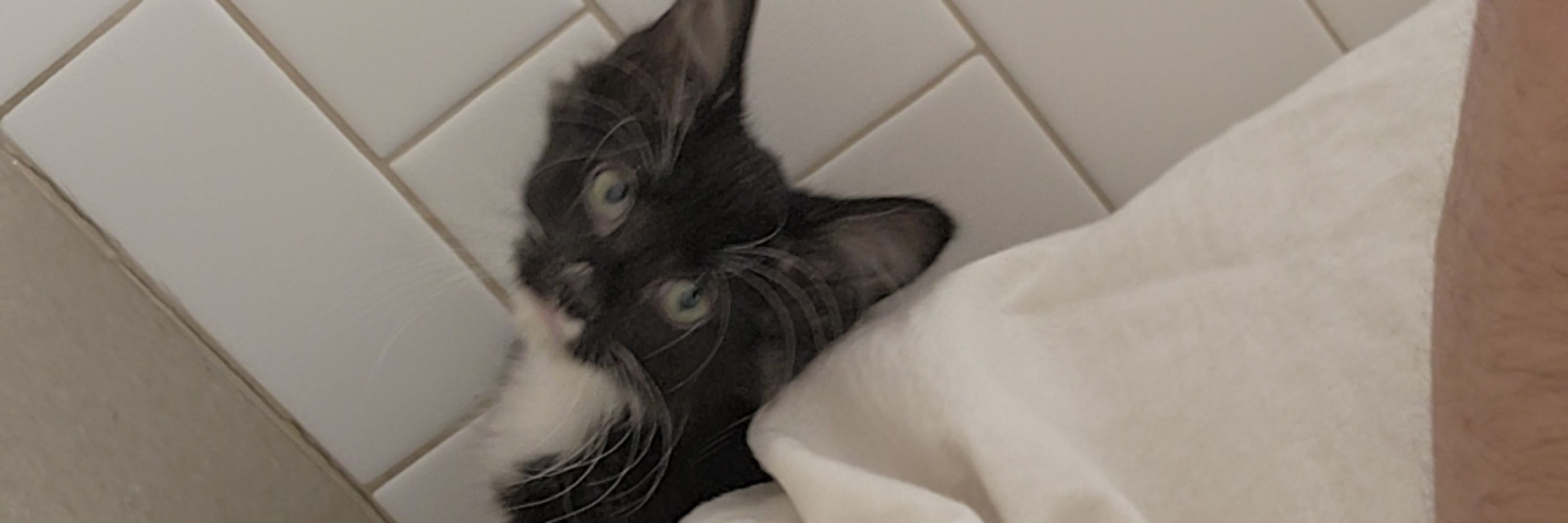 Grey! Cat parent