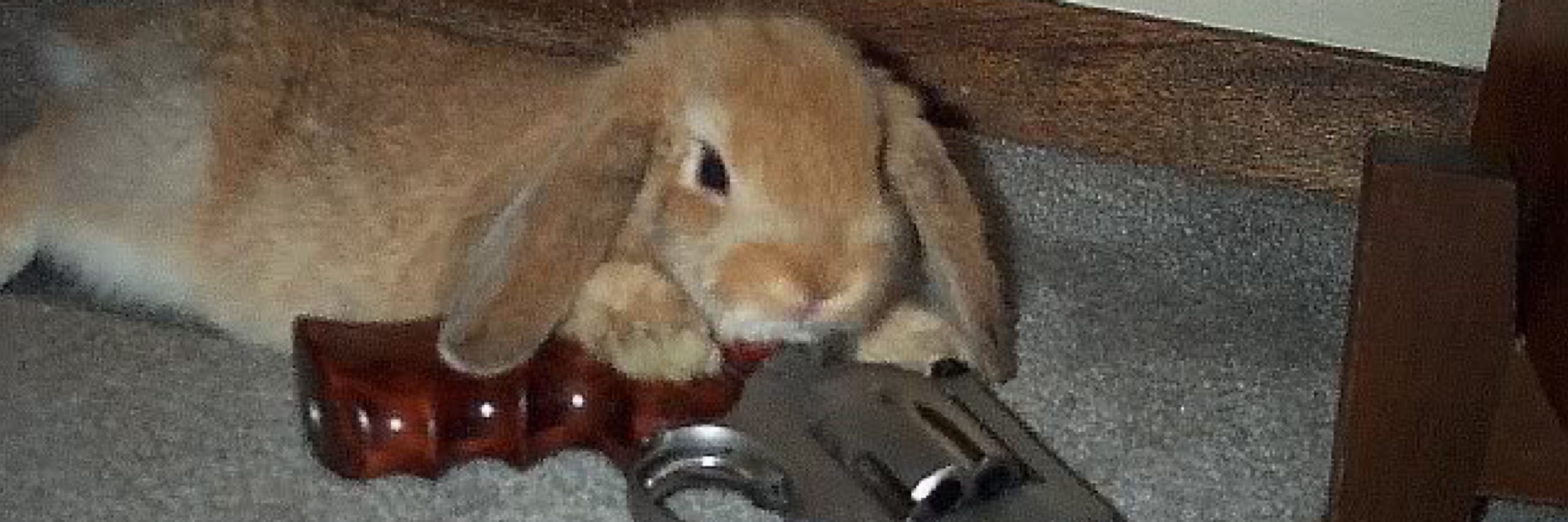 Arty the BunBun