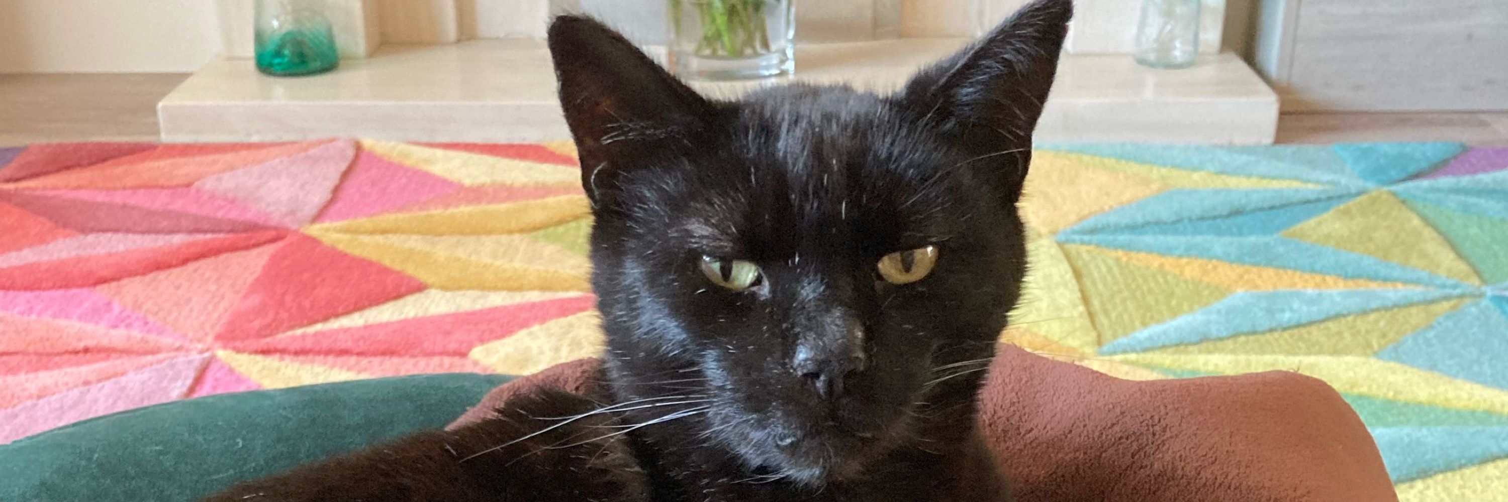 Guinness the Black Cat