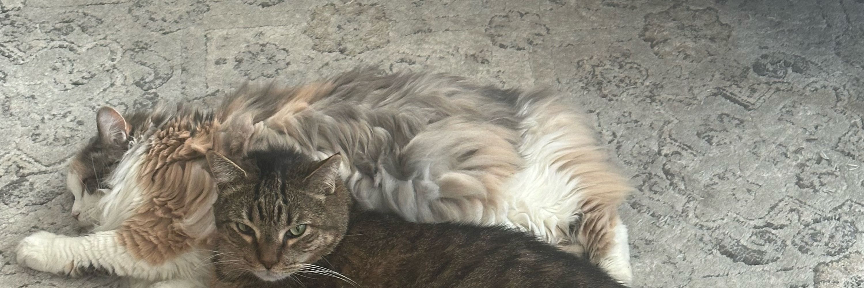 Chaka 🇺🇦🇺🇸🫡😸