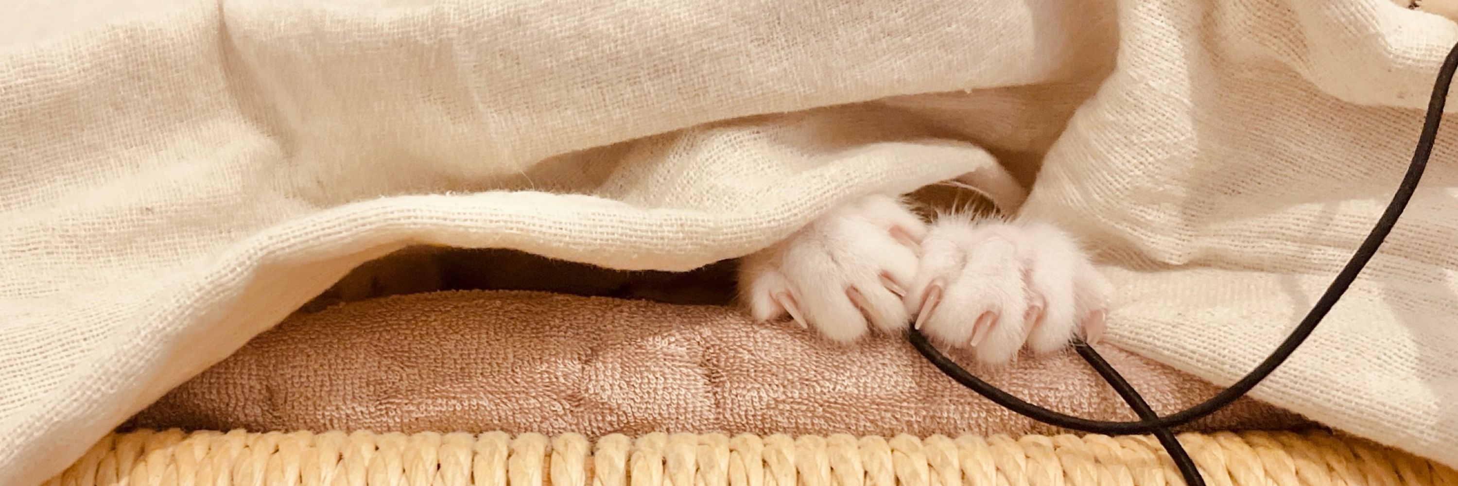 ねこのおさかな