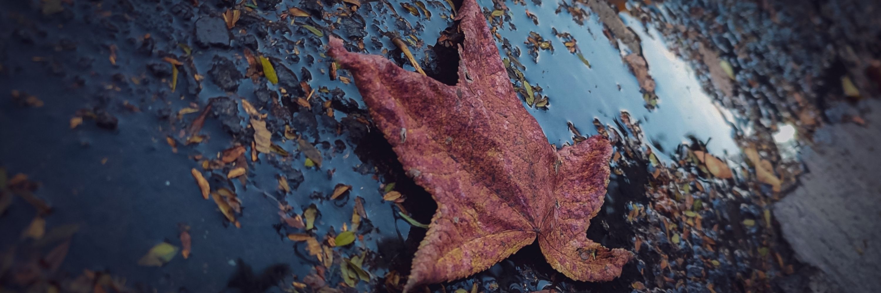 Sam Cahuich (Zeta) |Un vendeur des plantes|