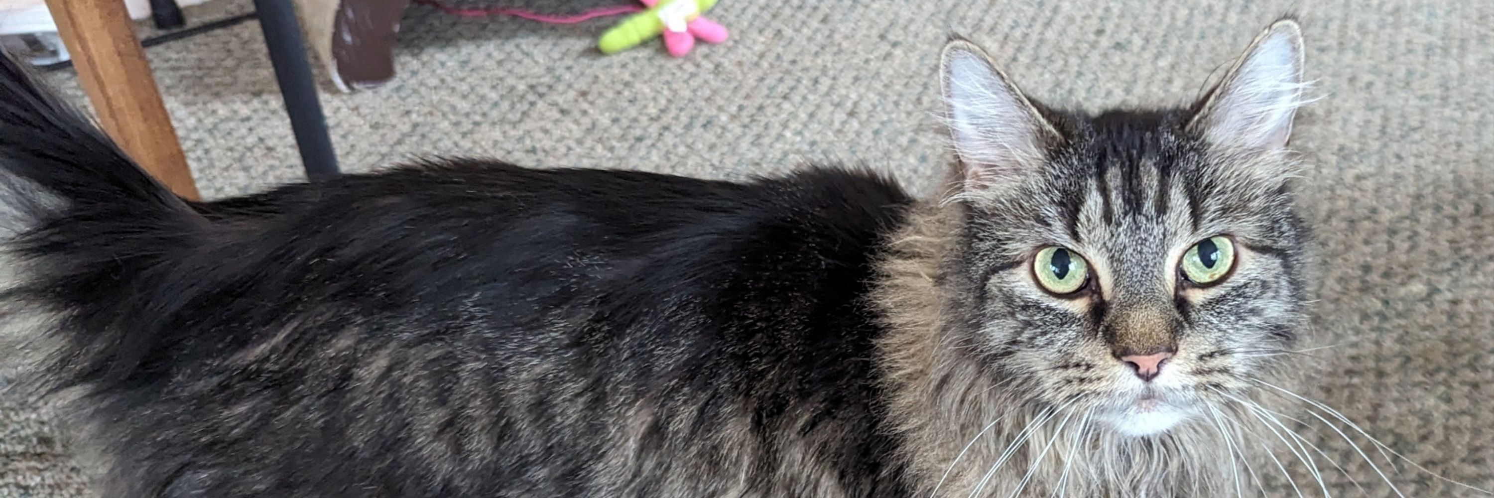 The Professor’s Cat