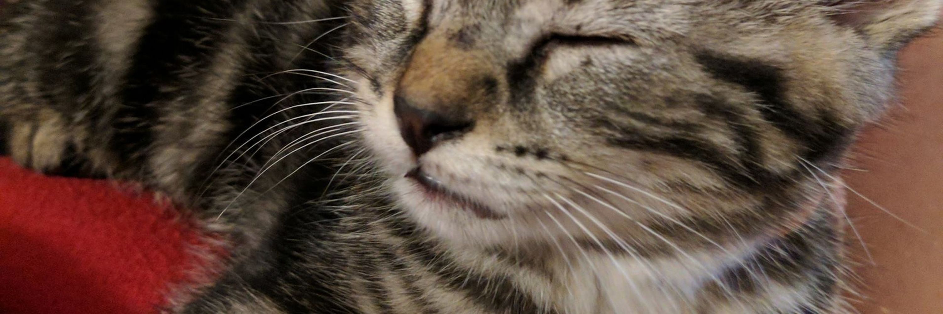 Kit