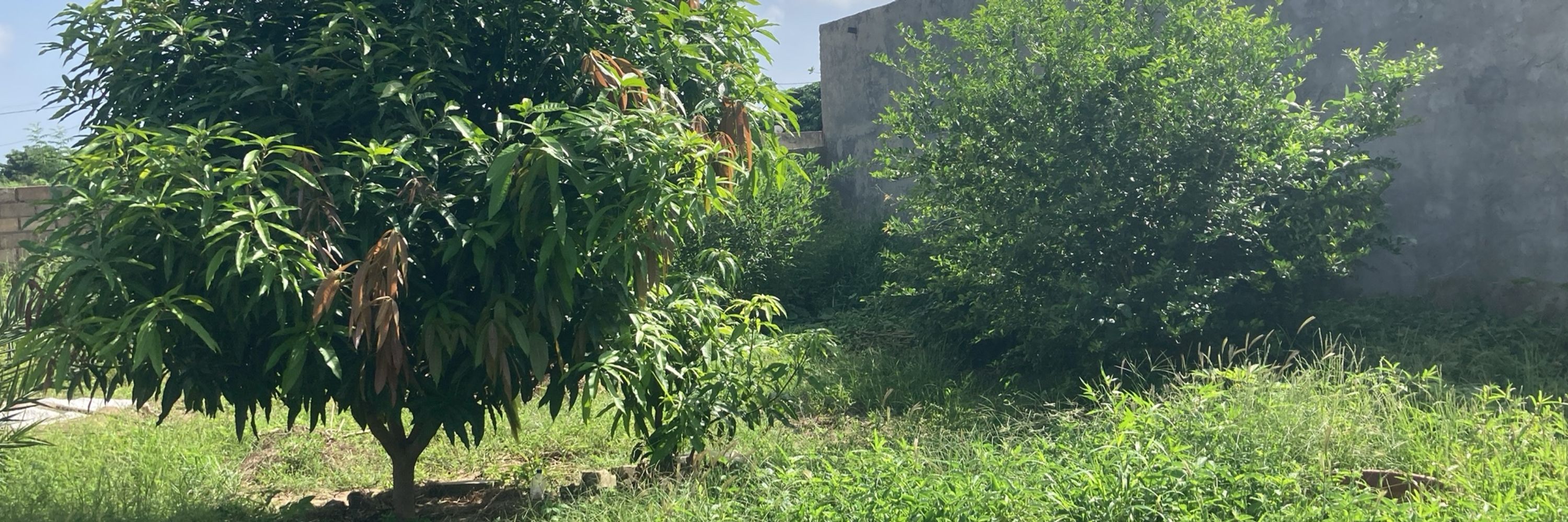 Cherno Saadu Jallow
