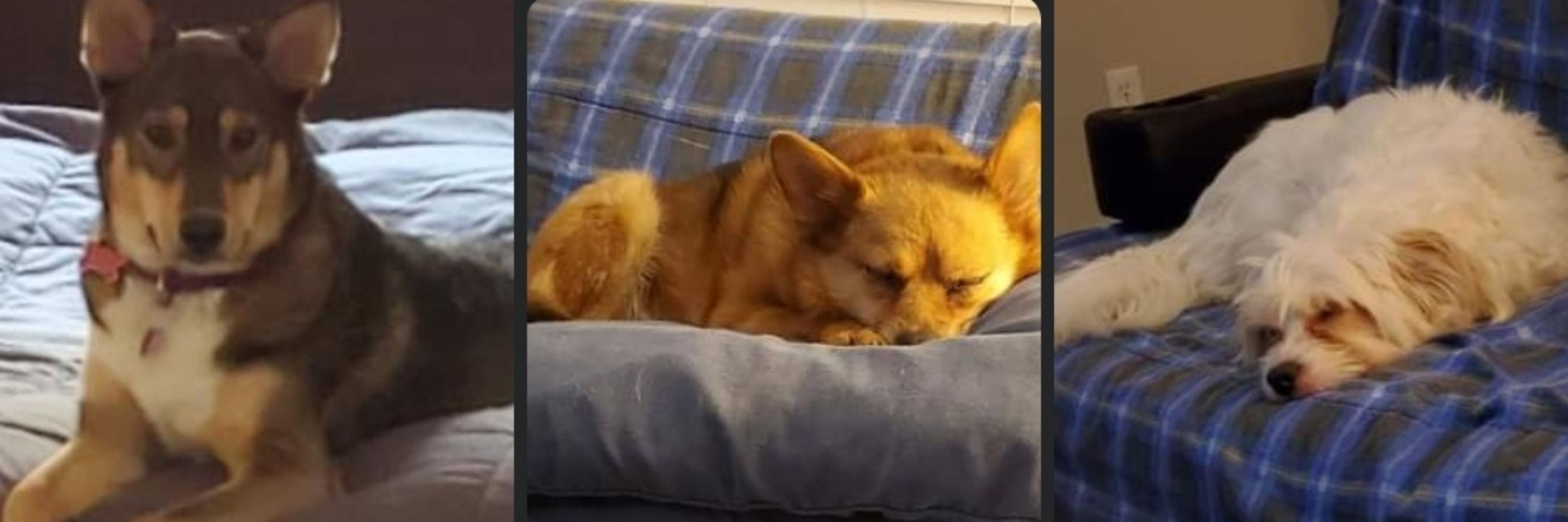 Fuzzy Dan