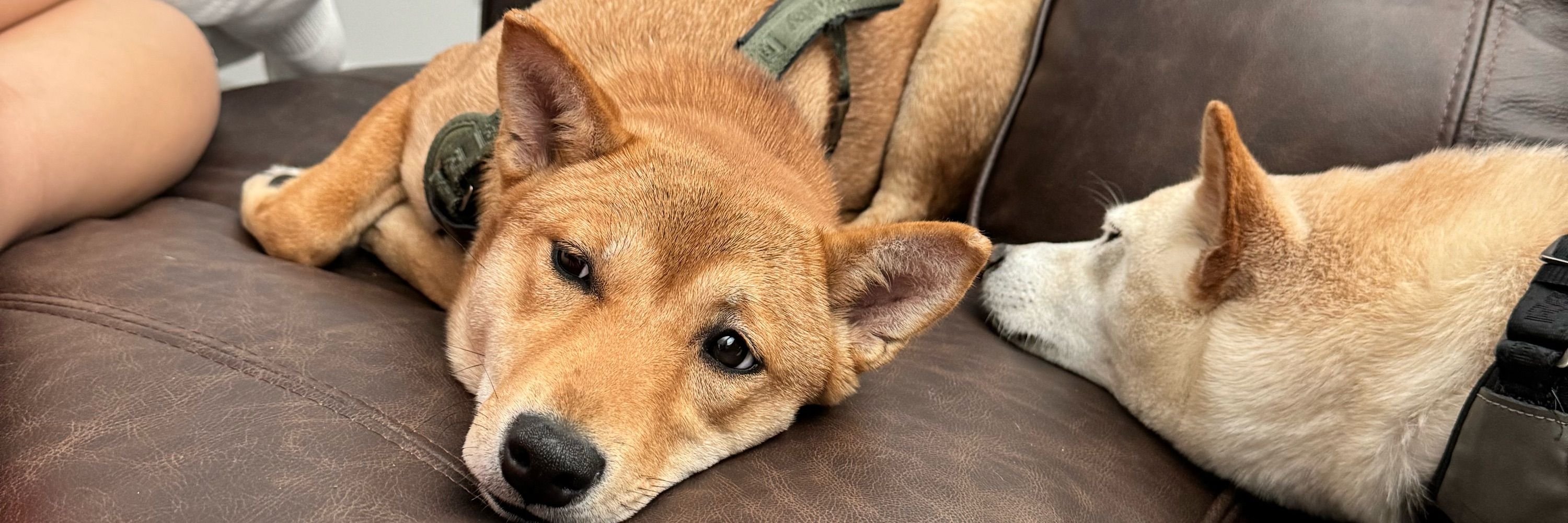 K9