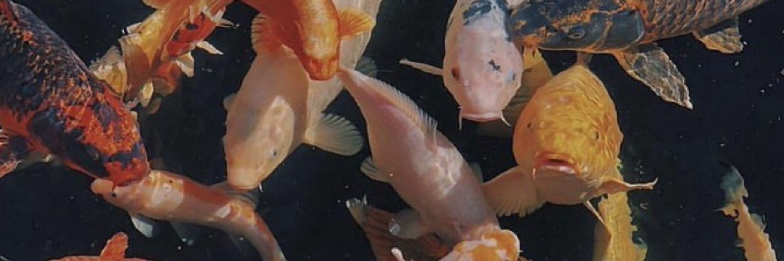 All Koi