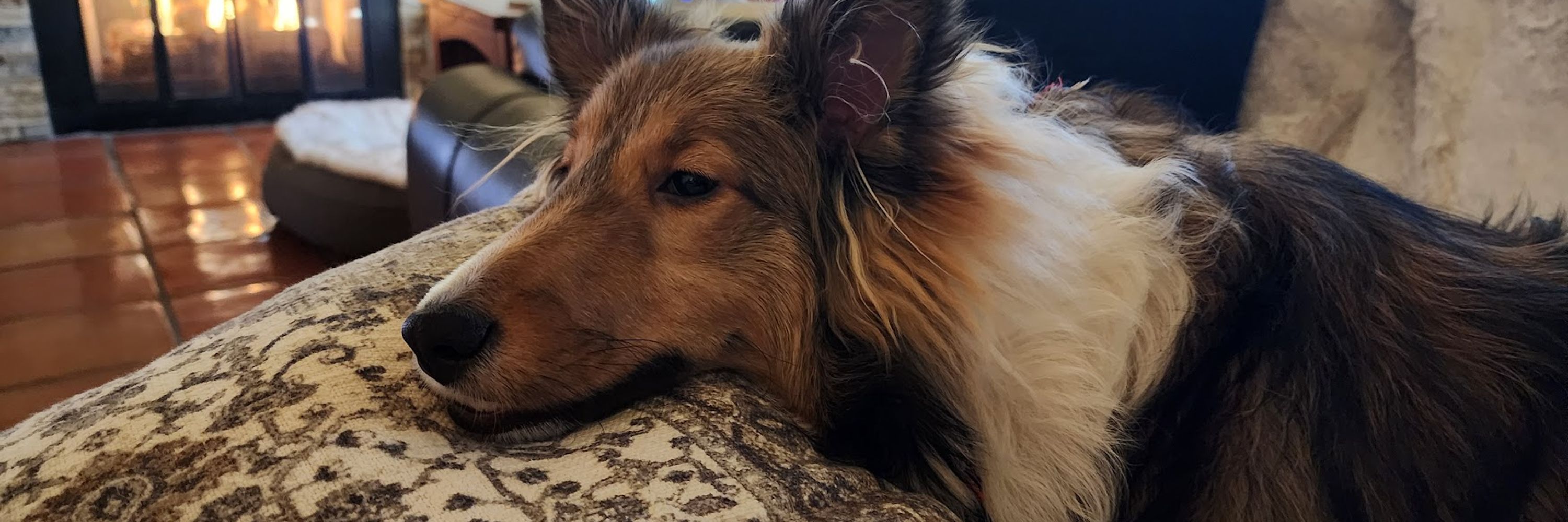 Bria the Sheltie