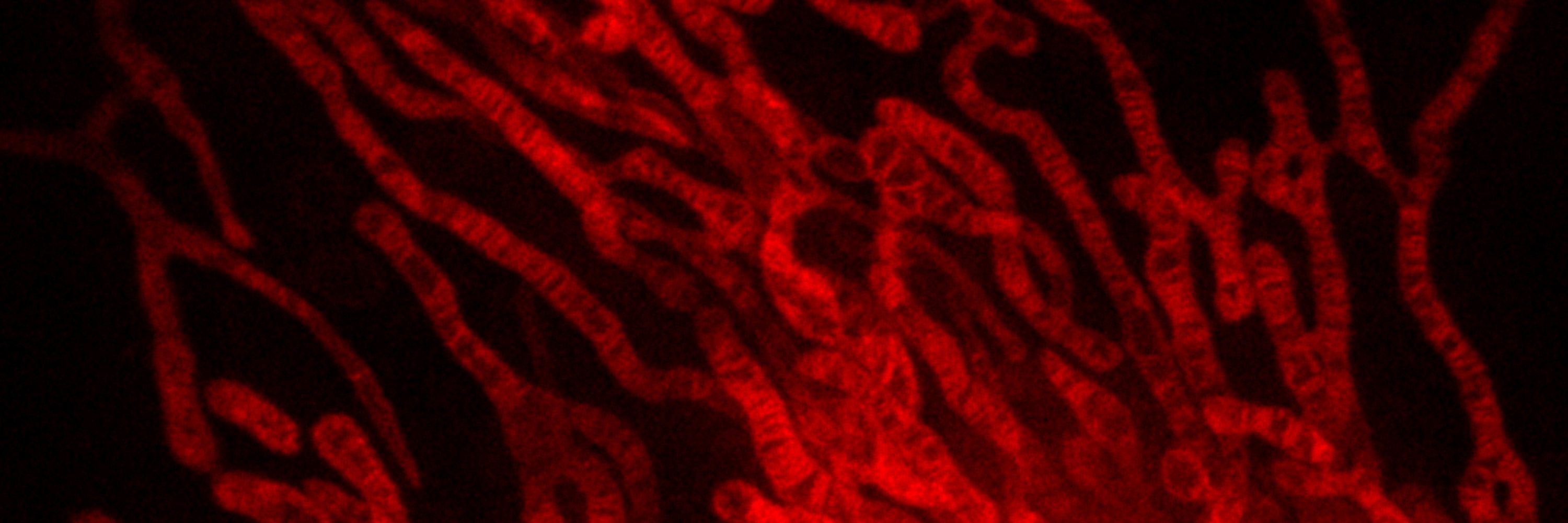 Kondadi Lab