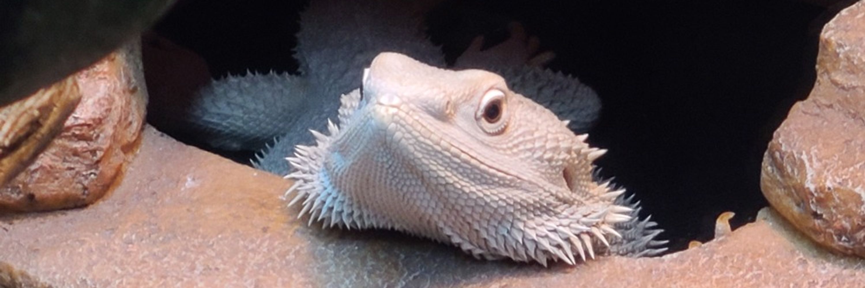 GeckoAddict