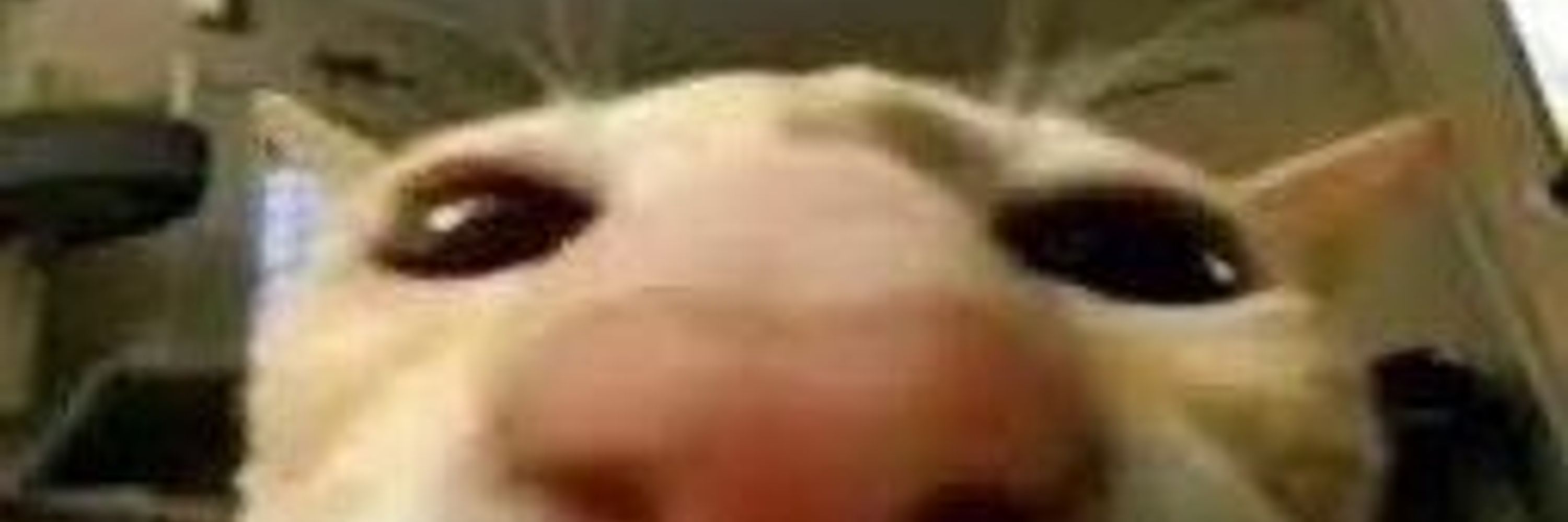 YipYapper