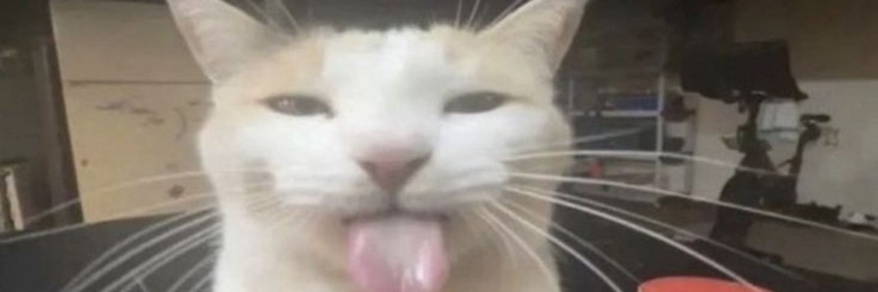 #1 Gato Enthusiast