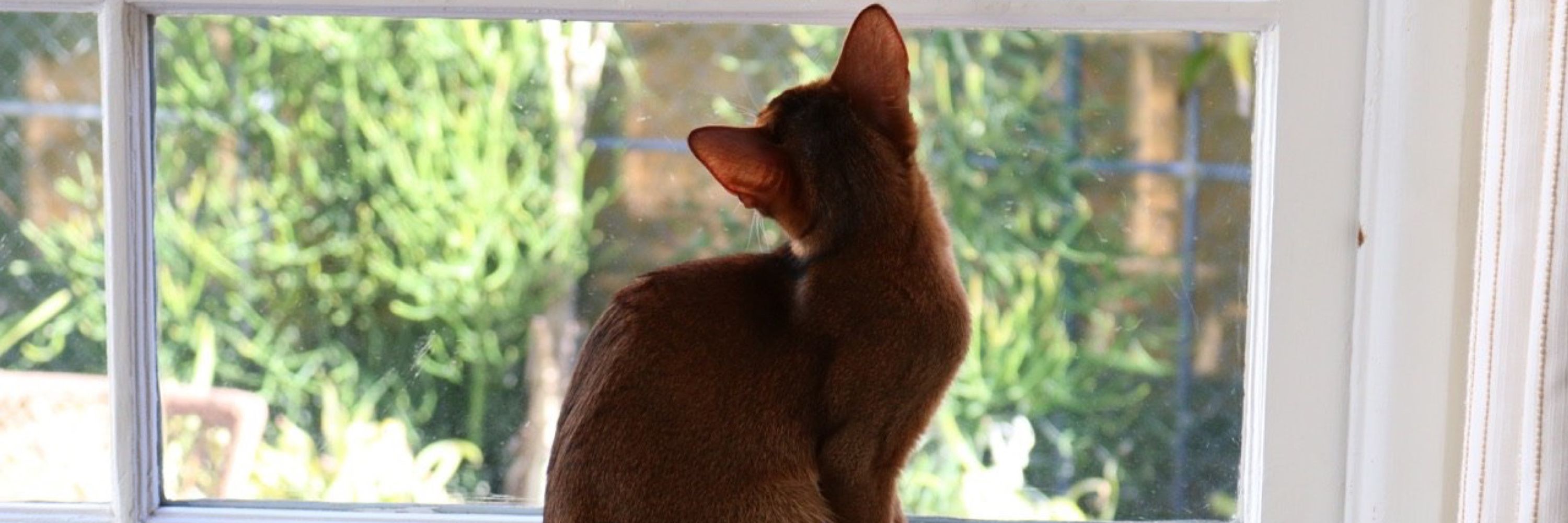 Nilou Salehi