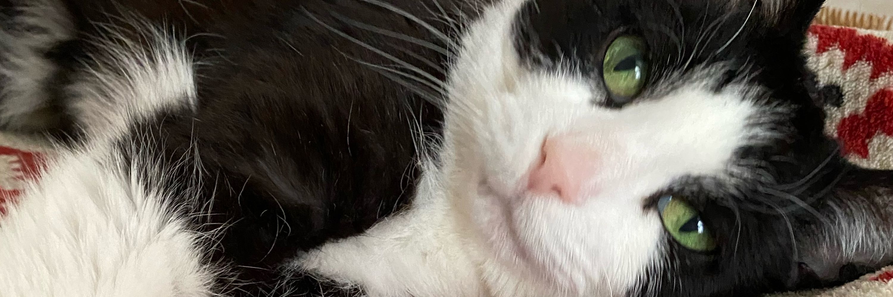 Super Senior Cat Sanctuary