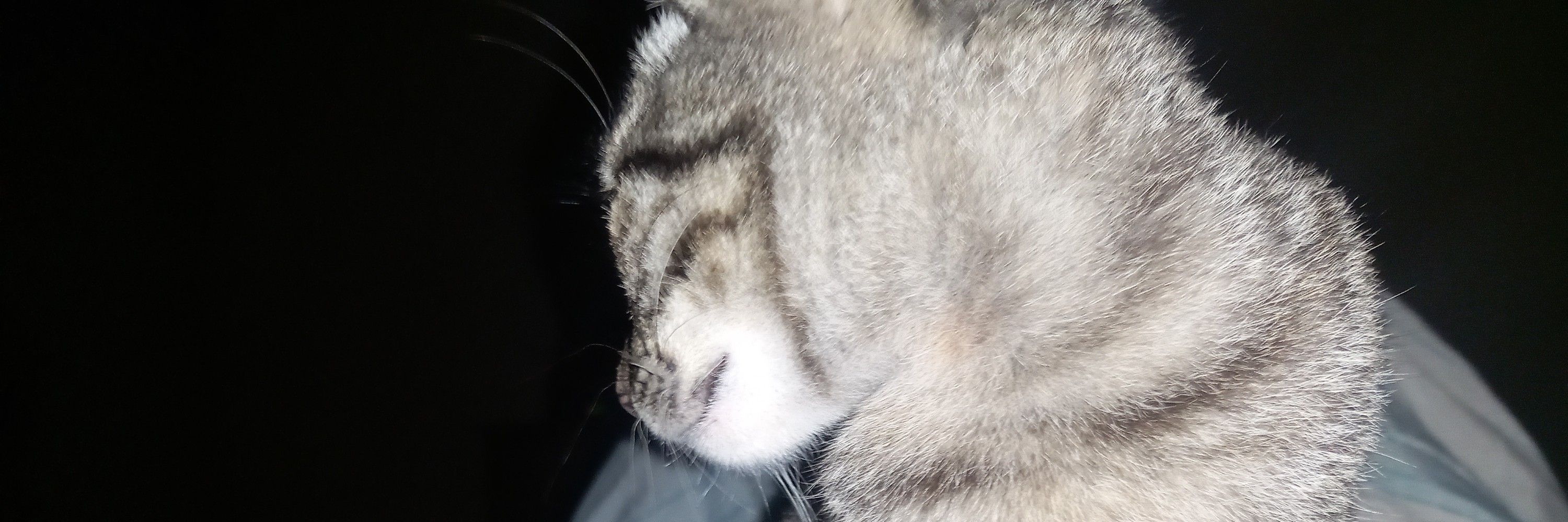 luizet