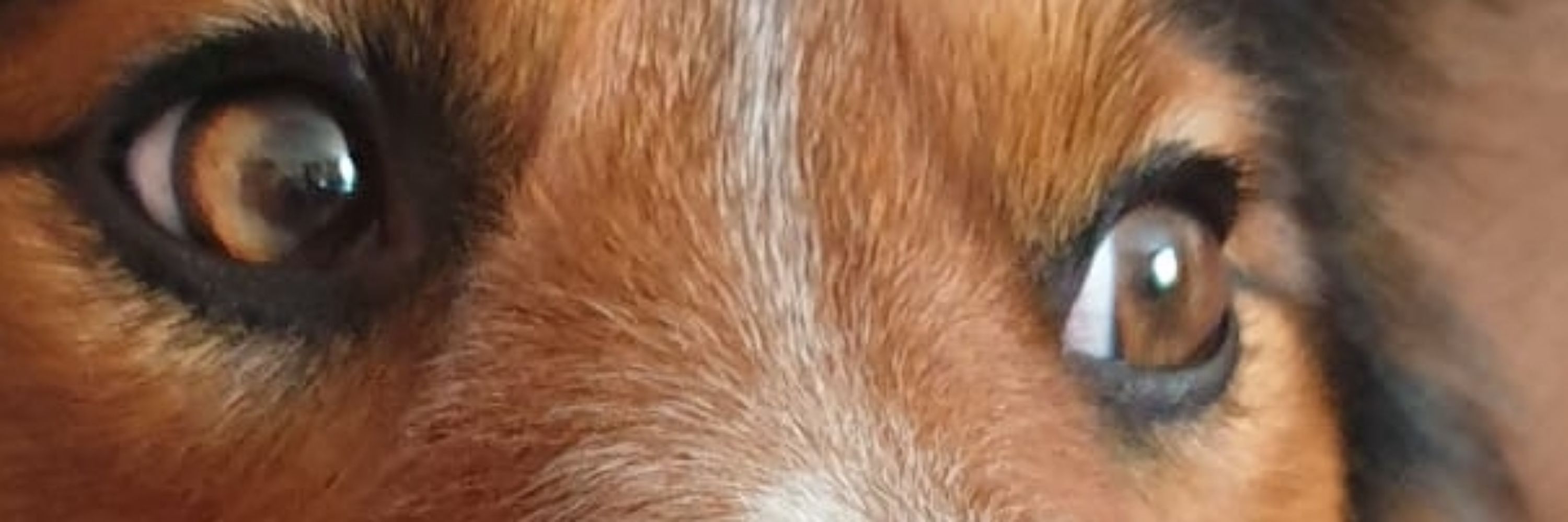 FOREXdog