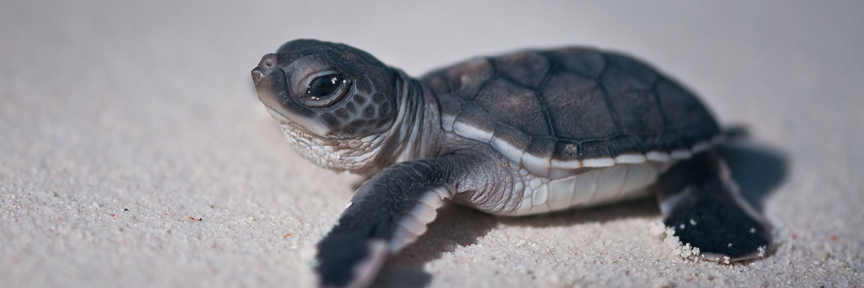 Turtle Foundation