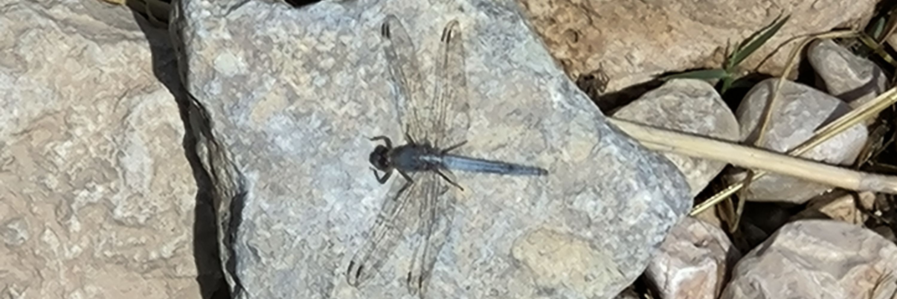 باروخ اسپینوزا