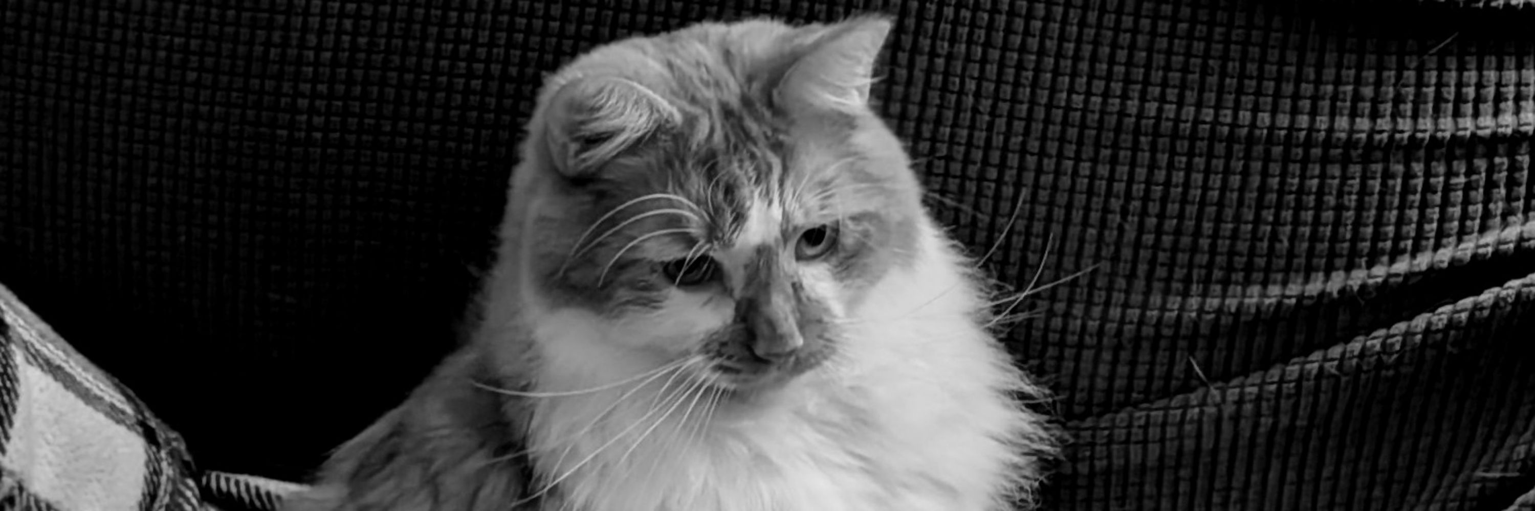 Ellie