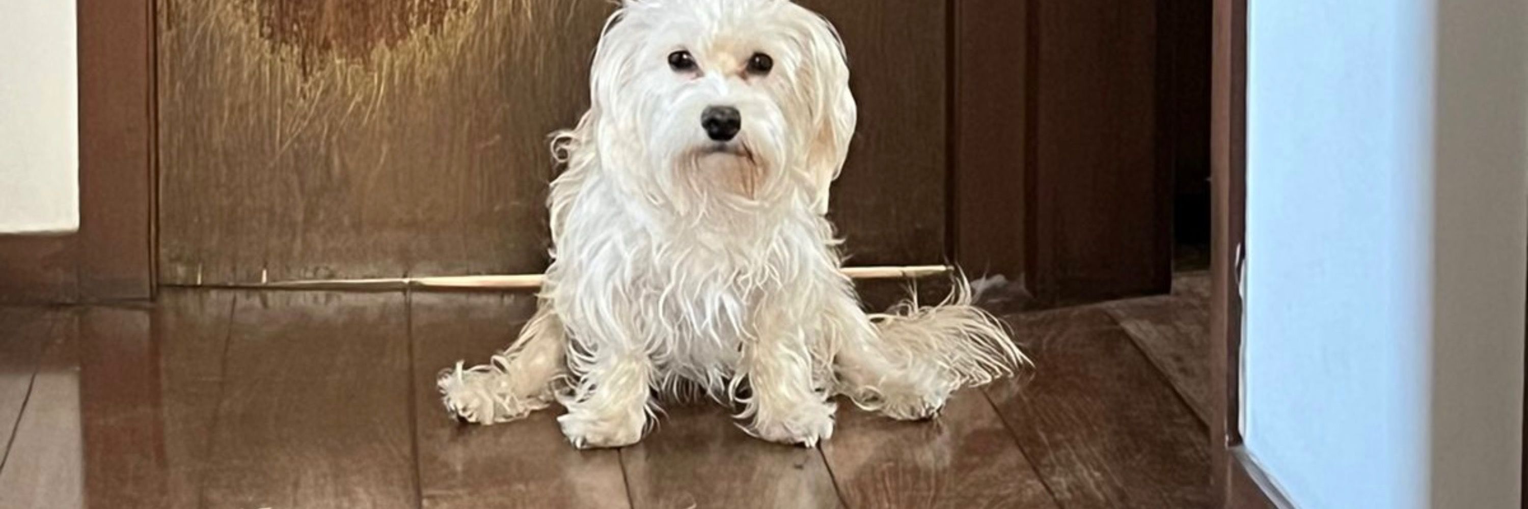 Corujito