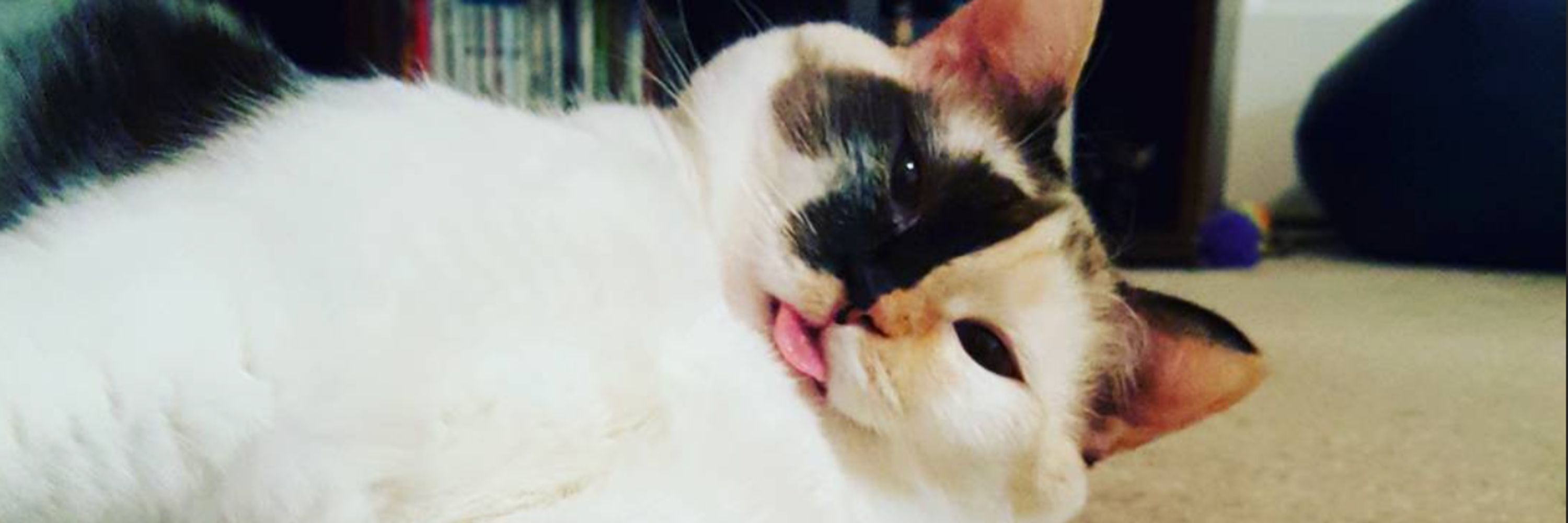 Catt