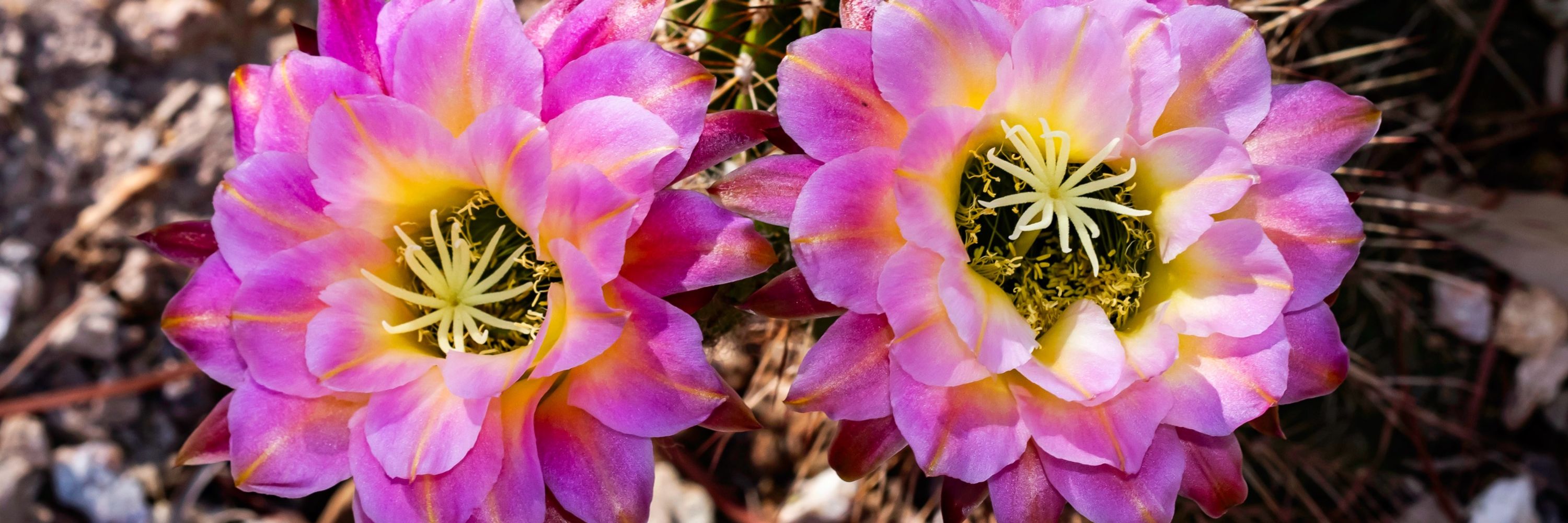 Renee Grayson Nature Photography 📸
