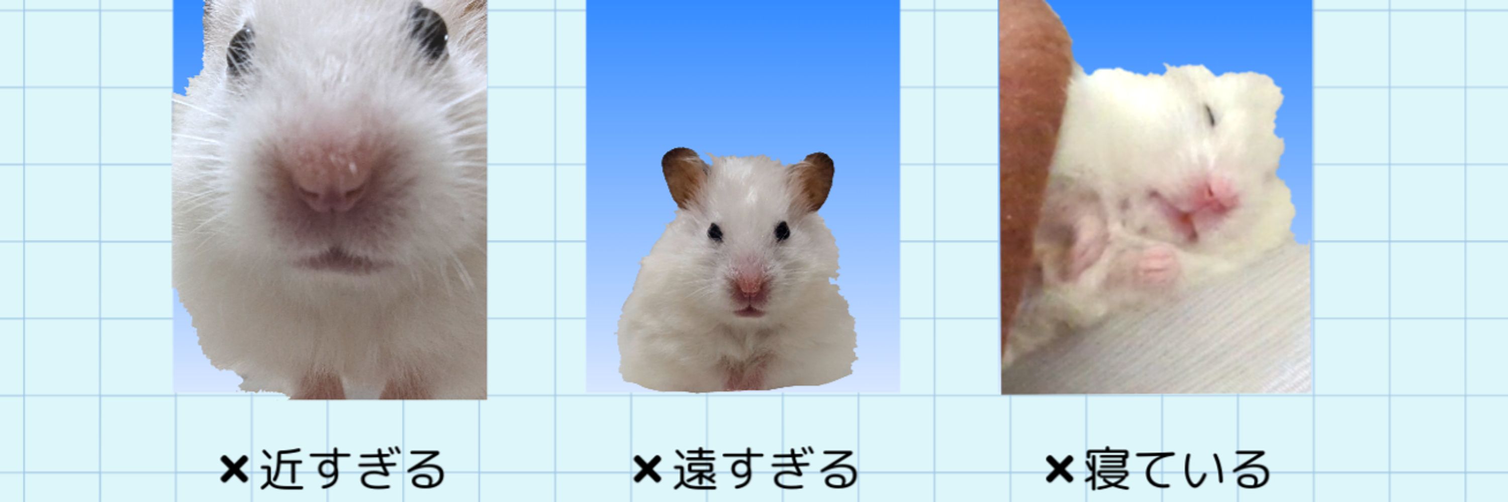 ひよ豆