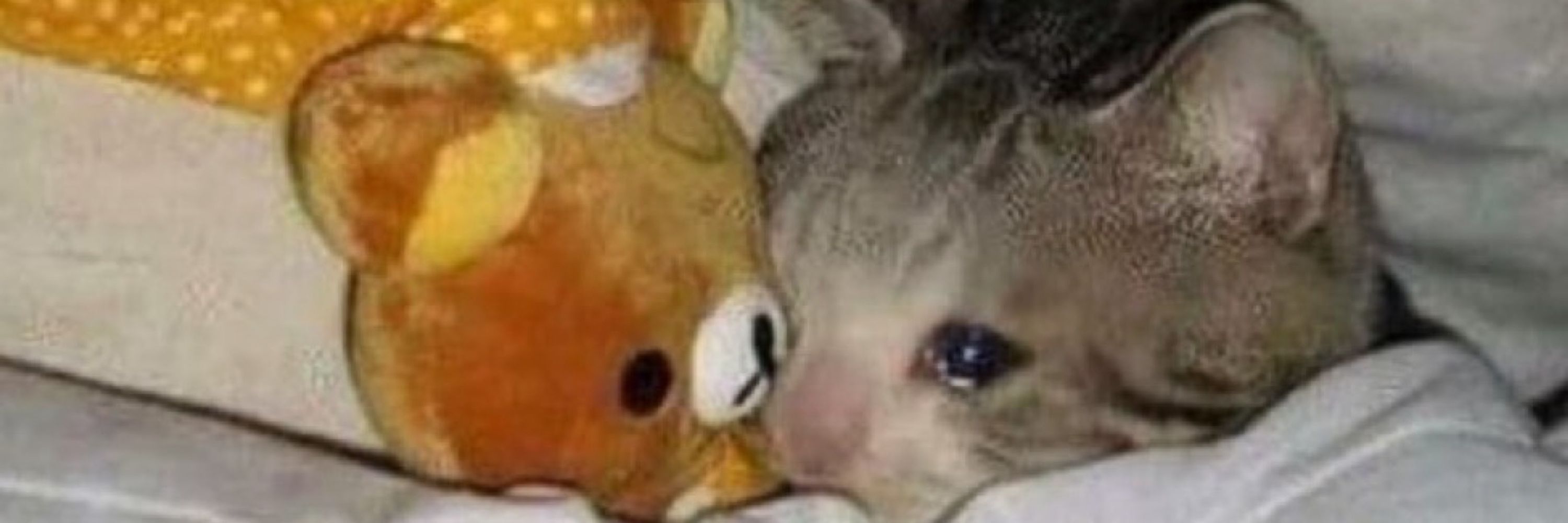 tototo 🦔