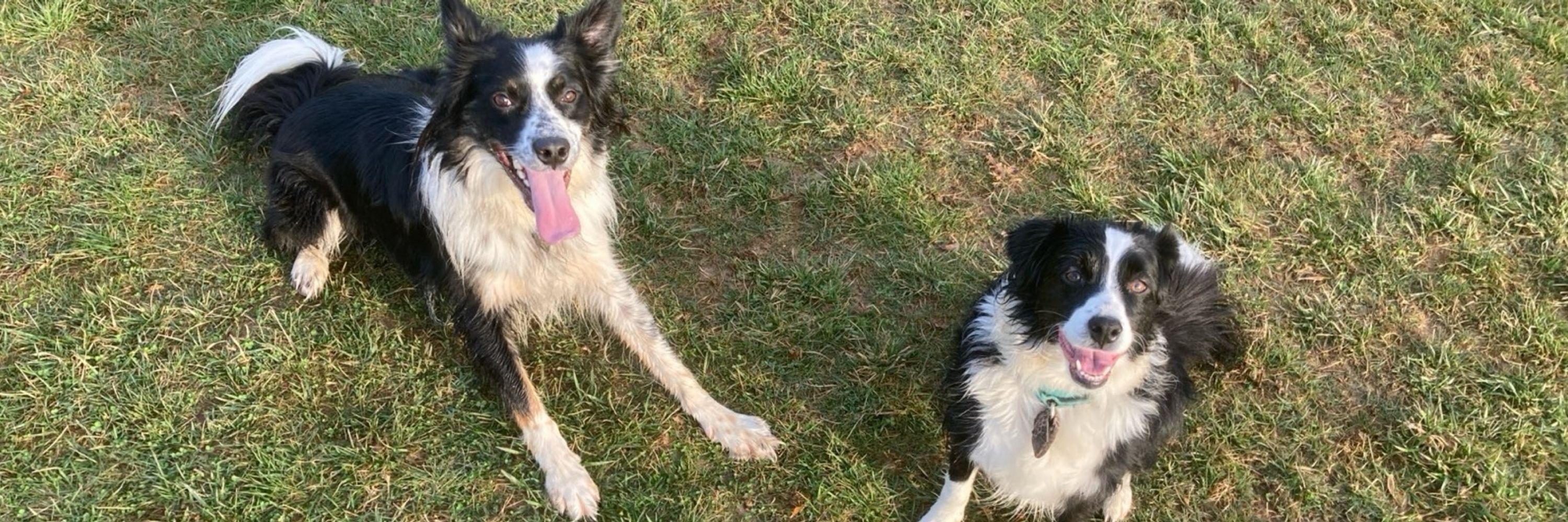 sgmax (frigga_motherofbordercollies)