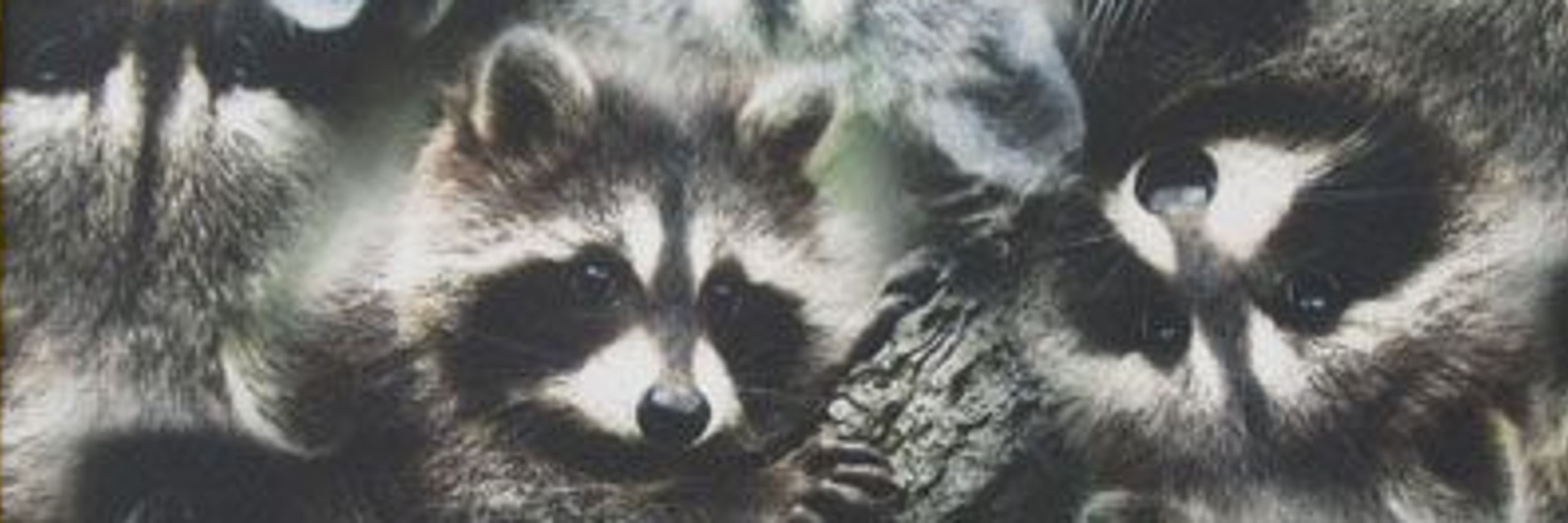 TrashPandaah