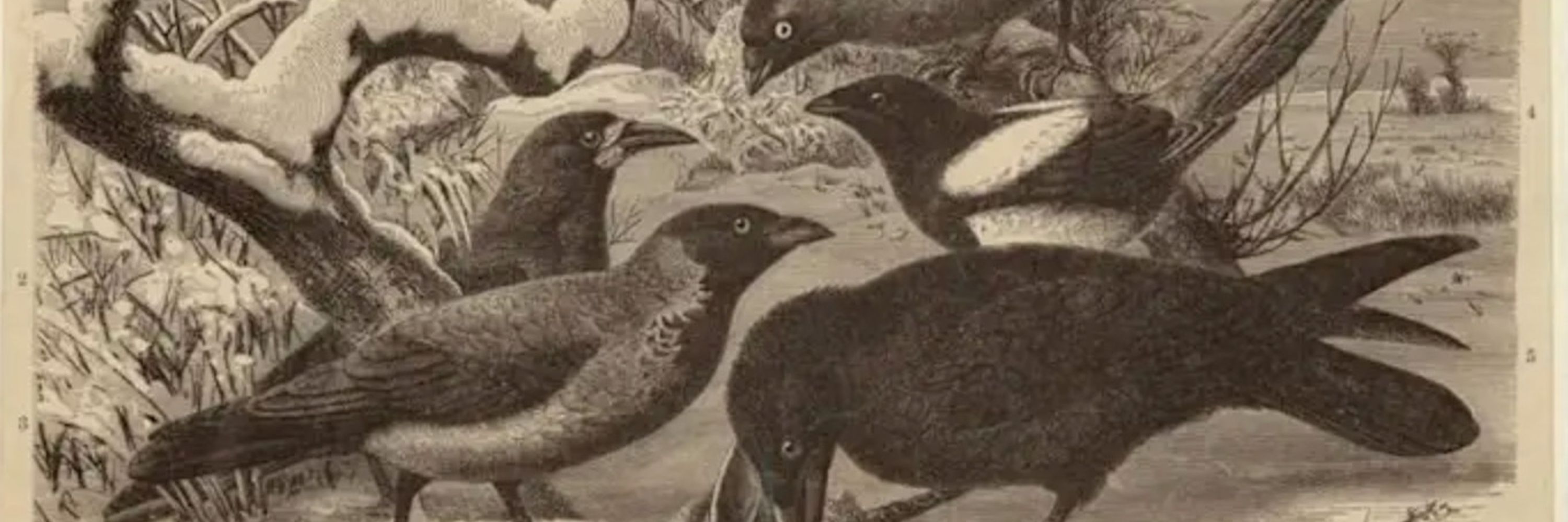 CAW