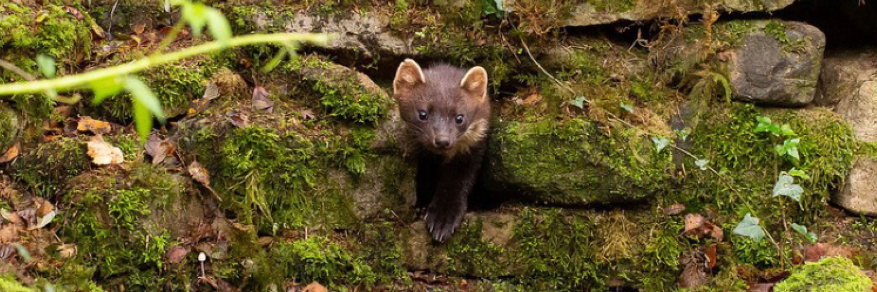 Trans Trash Weasel