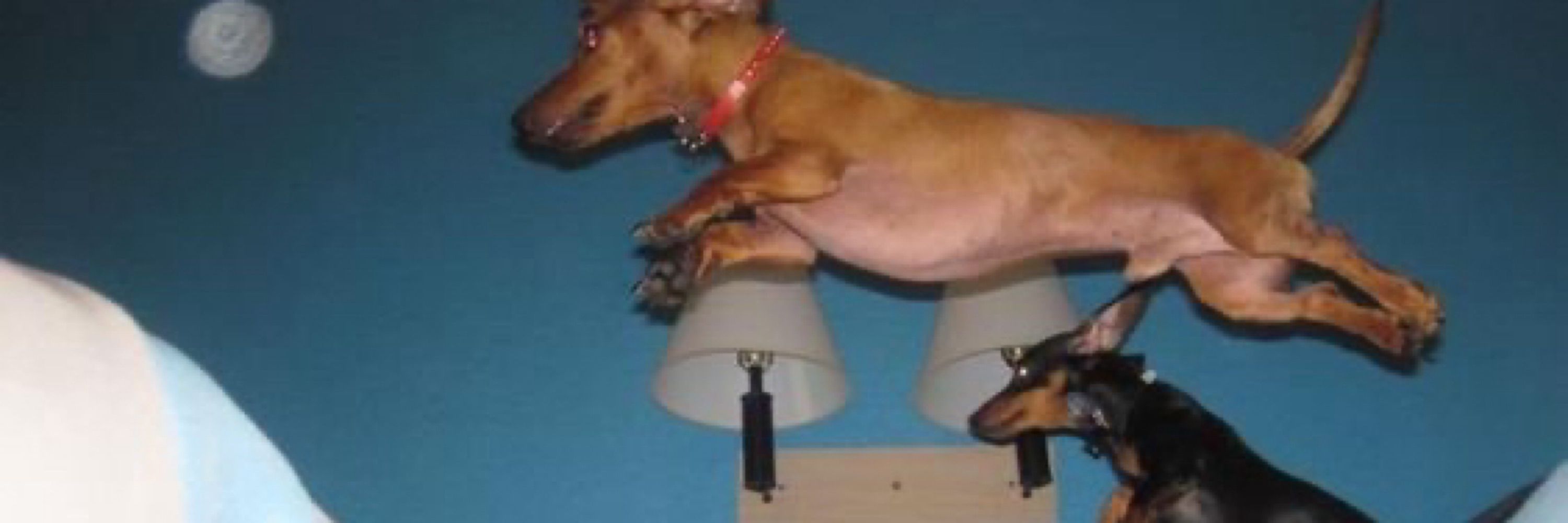 cachorrilson presilson is anjinho’s wife