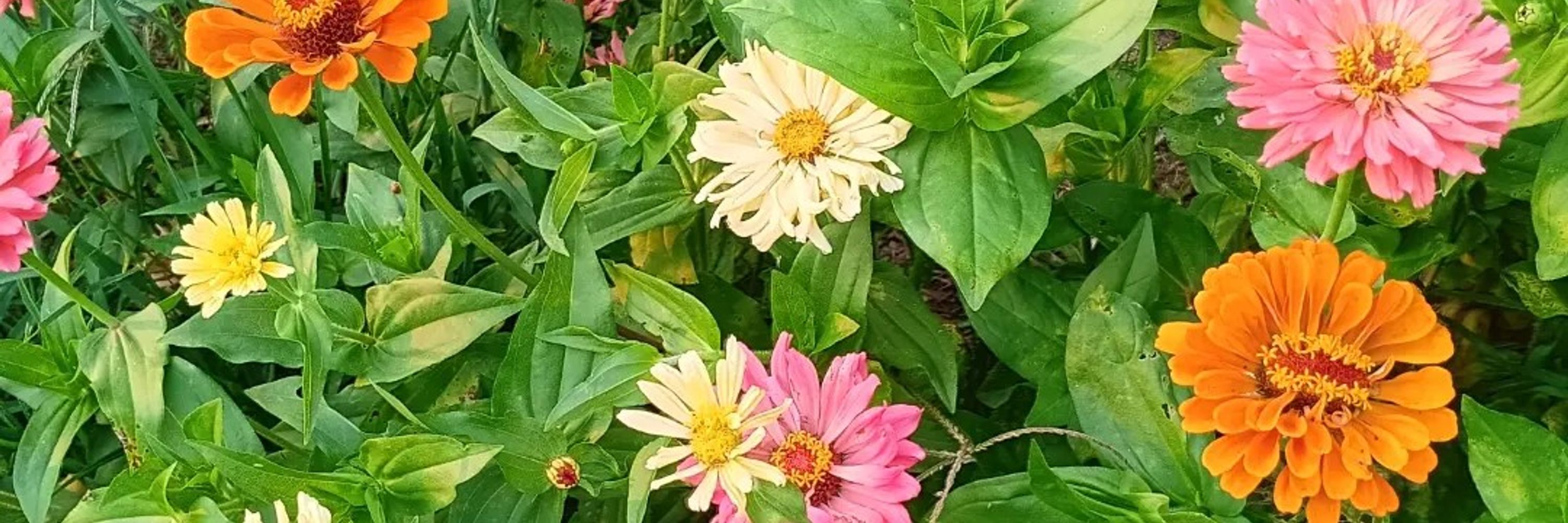 🌼 Wildflower 🌼