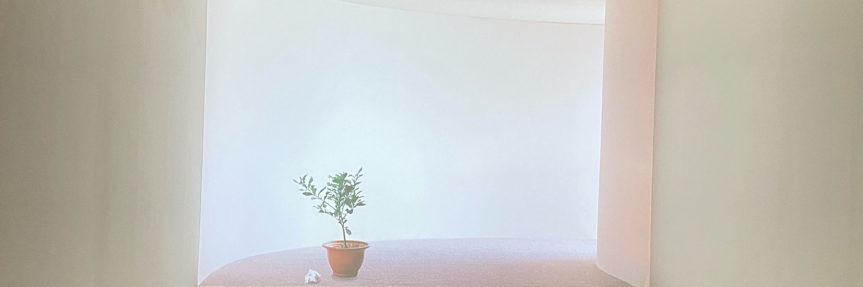 盆栽